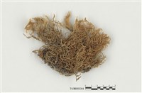 藏品(灰苔屬)的圖片